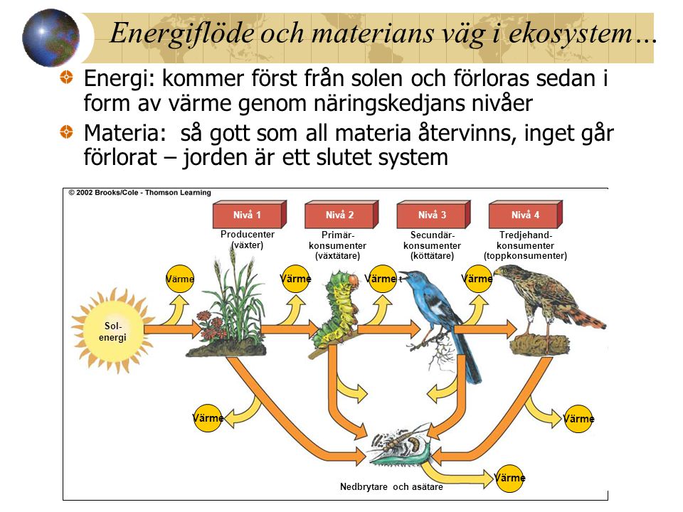 Energiflöde och materians väg i ekosystem…
