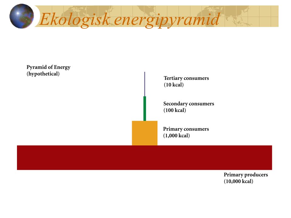 Ekologisk energipyramid