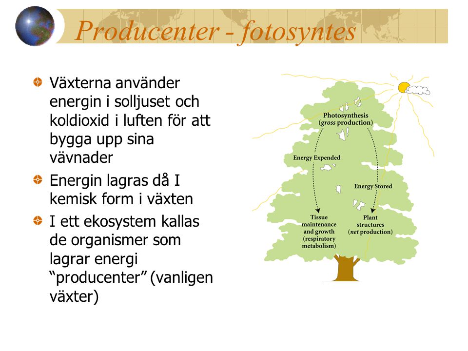 Producenter - fotosyntes