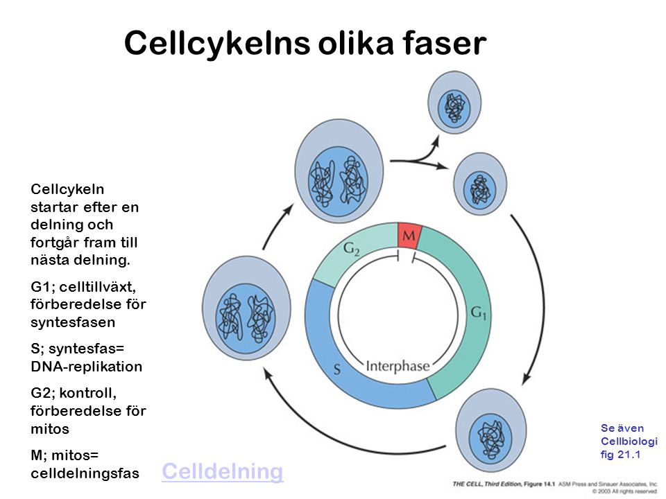 Cellcykelns olika faser