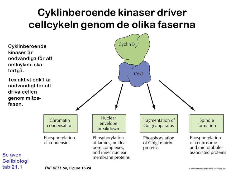 Cyklinberoende kinaser driver cellcykeln genom de olika faserna