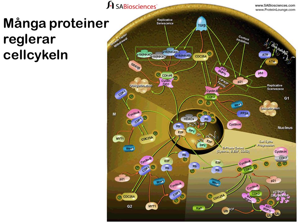 Många proteiner reglerar cellcykeln