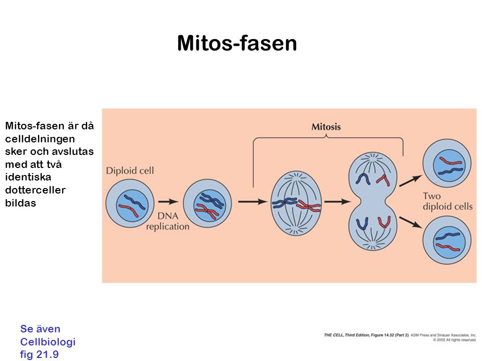 Mitos-fasen Mitos-fasen är då celldelningen sker och avslutas med att två identiska dotterceller bildas.