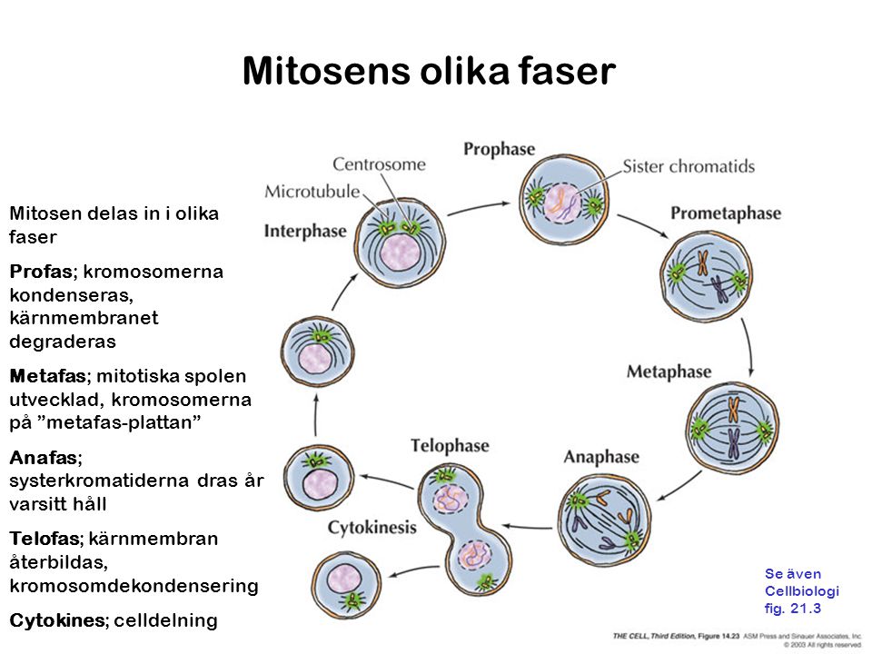 Mitosens olika faser Mitosen delas in i olika faser