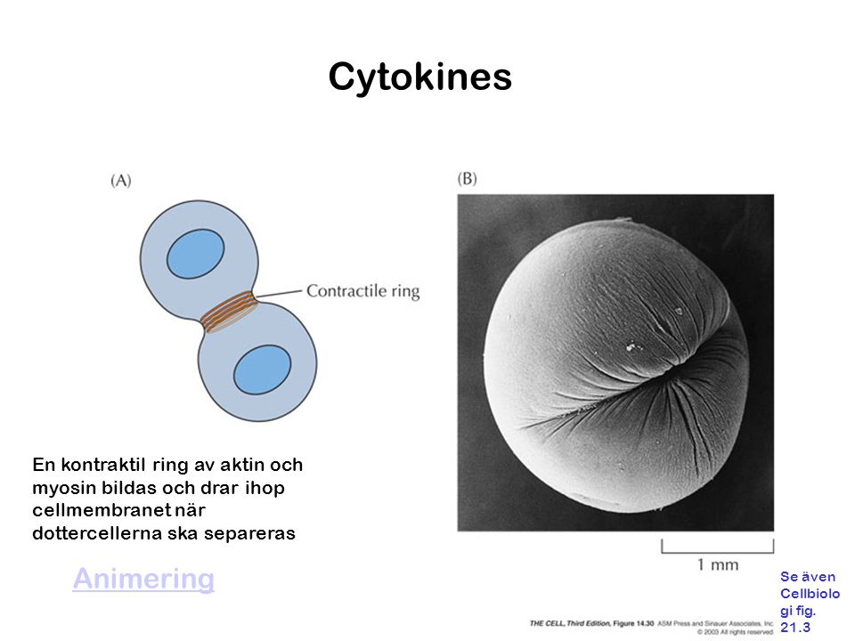 Cytokines En kontraktil ring av aktin och myosin bildas och drar ihop cellmembranet när dottercellerna ska separeras.