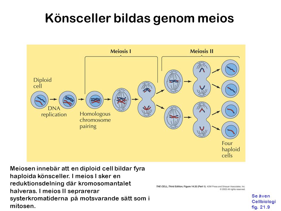 Könsceller bildas genom meios