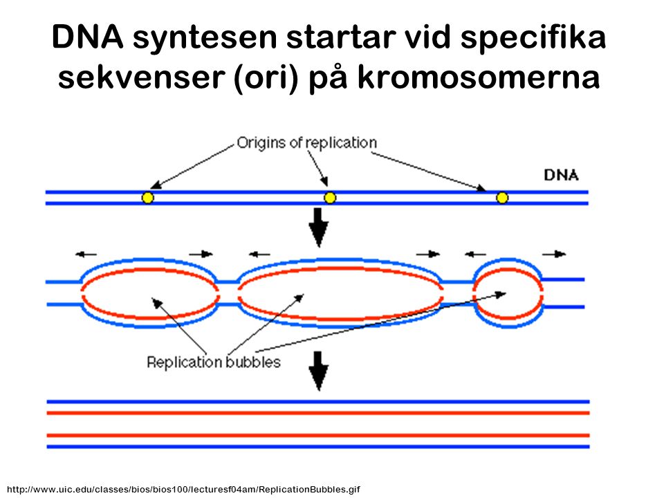 DNA syntesen startar vid specifika sekvenser (ori) på kromosomerna