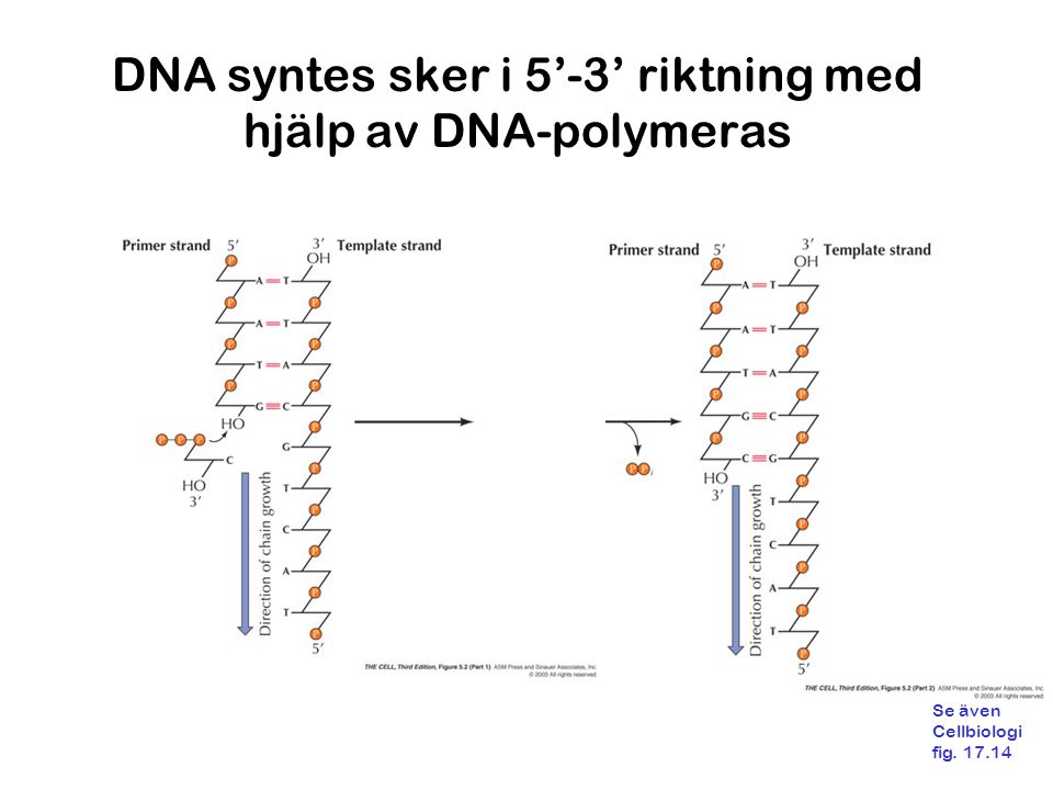 DNA syntes sker i 5’-3’ riktning med hjälp av DNA-polymeras