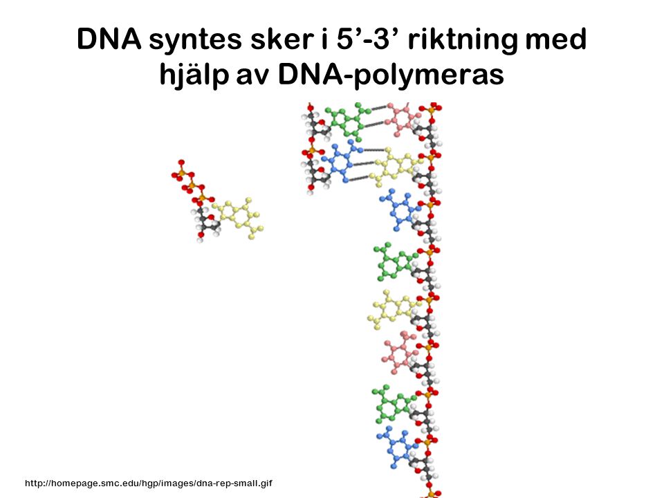 DNA syntes sker i 5’-3’ riktning med hjälp av DNA-polymeras