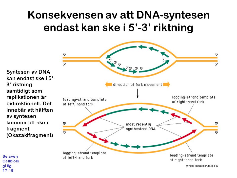 Konsekvensen av att DNA-syntesen endast kan ske i 5’-3’ riktning