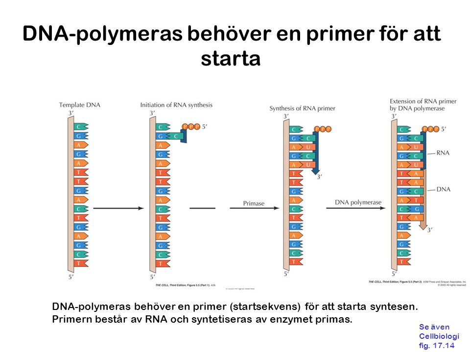 DNA-polymeras behöver en primer för att starta