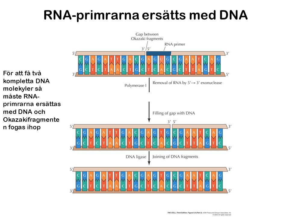 RNA-primrarna ersätts med DNA