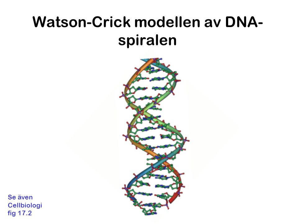 Watson-Crick modellen av DNA-spiralen