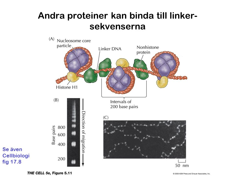 Andra proteiner kan binda till linker-sekvenserna
