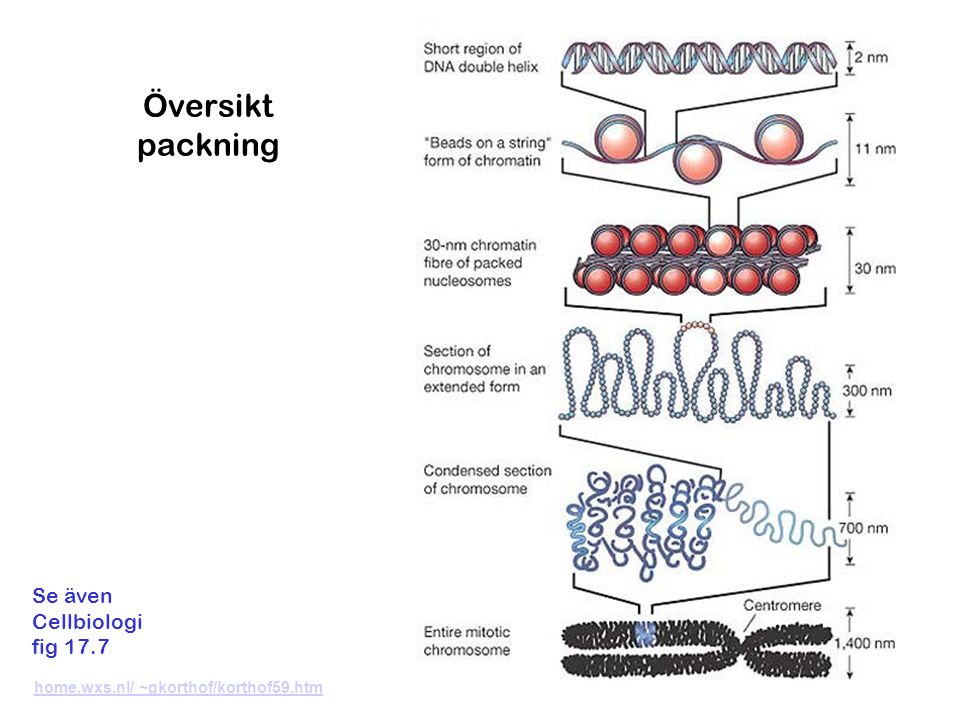 Översikt packning Se även Cellbiologi fig 17.7