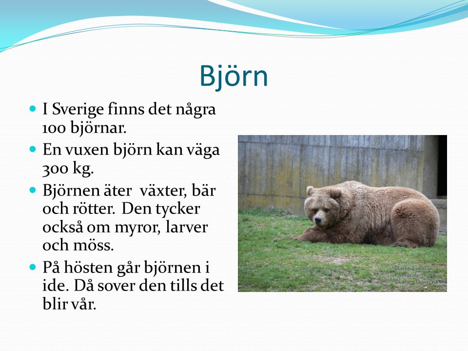 Björn I Sverige finns det några 100 björnar.