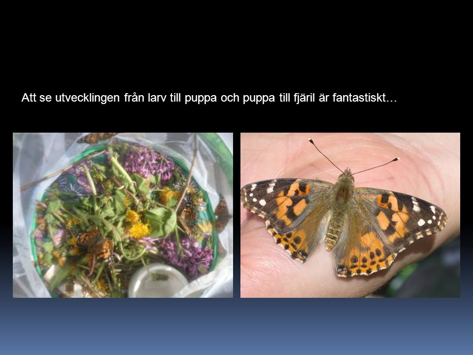 Att se utvecklingen från larv till puppa och puppa till fjäril är fantastiskt…