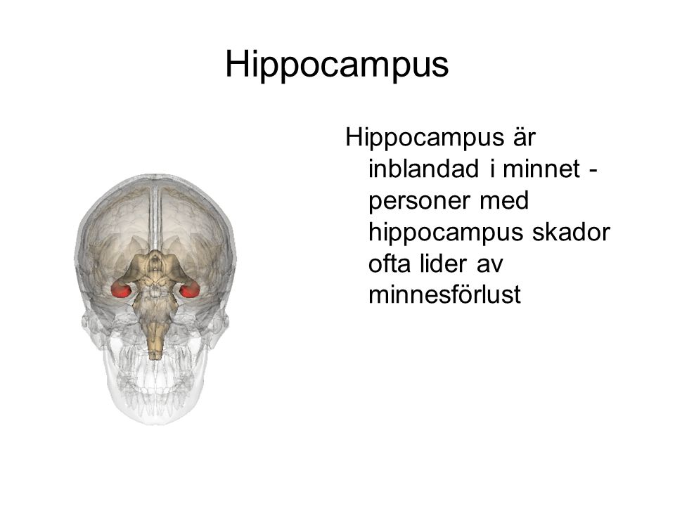 Hippocampus Hippocampus är inblandad i minnet - personer med hippocampus skador ofta lider av minnesförlust.