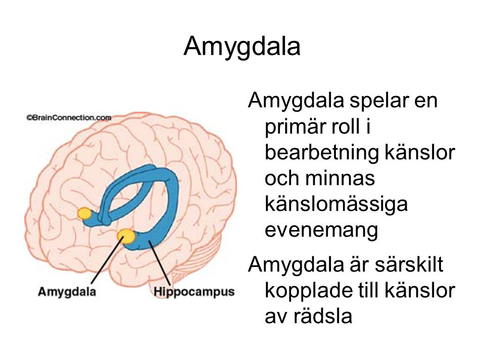 Amygdala Amygdala spelar en primär roll i bearbetning känslor och minnas känslomässiga evenemang.