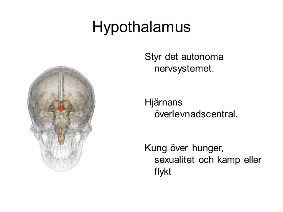 Hypothalamus Styr det autonoma nervsystemet.