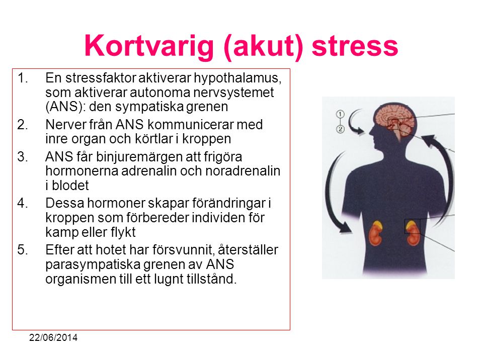 Kortvarig (akut) stress