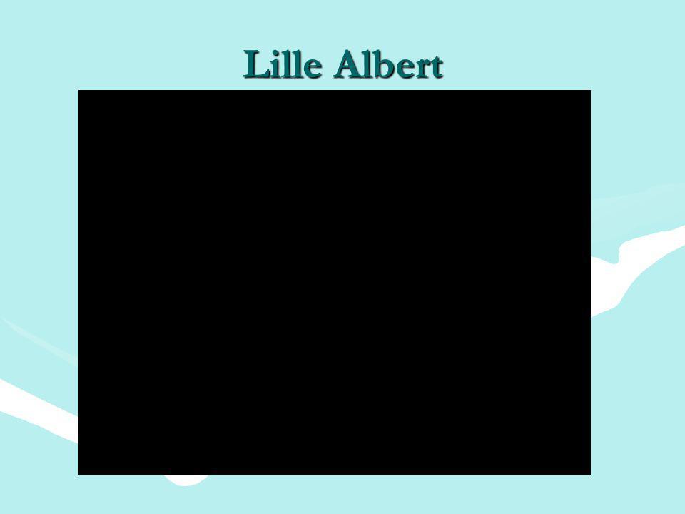 Lille Albert