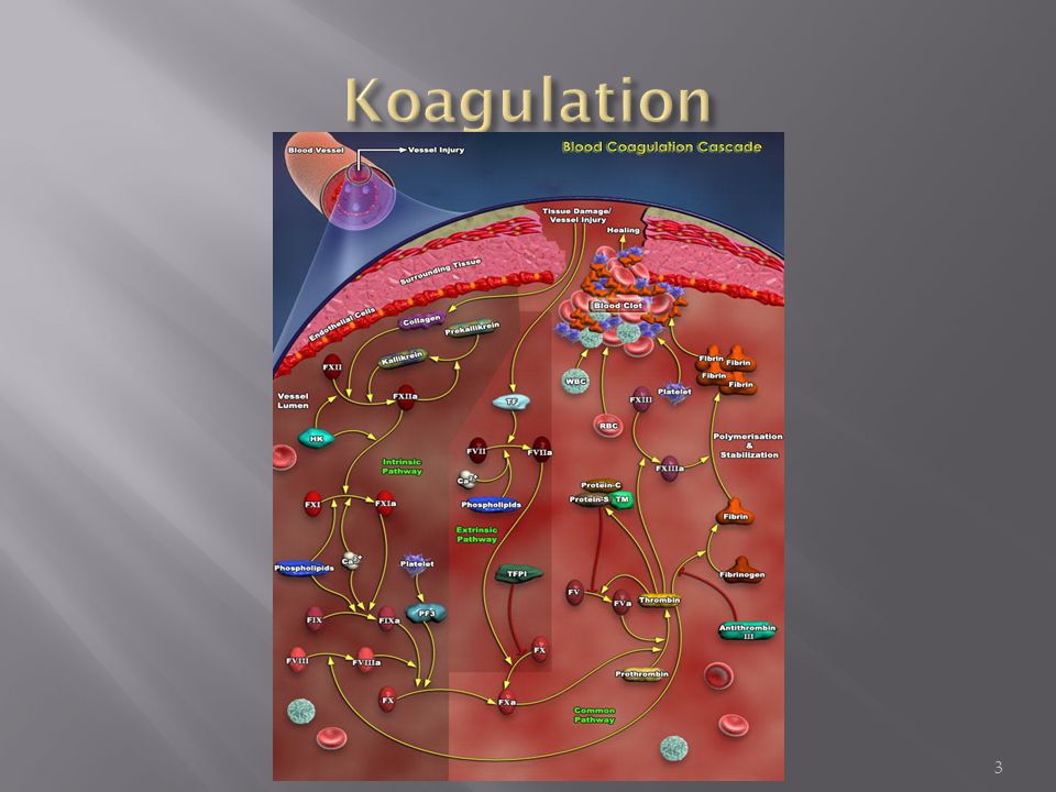 Koagulation