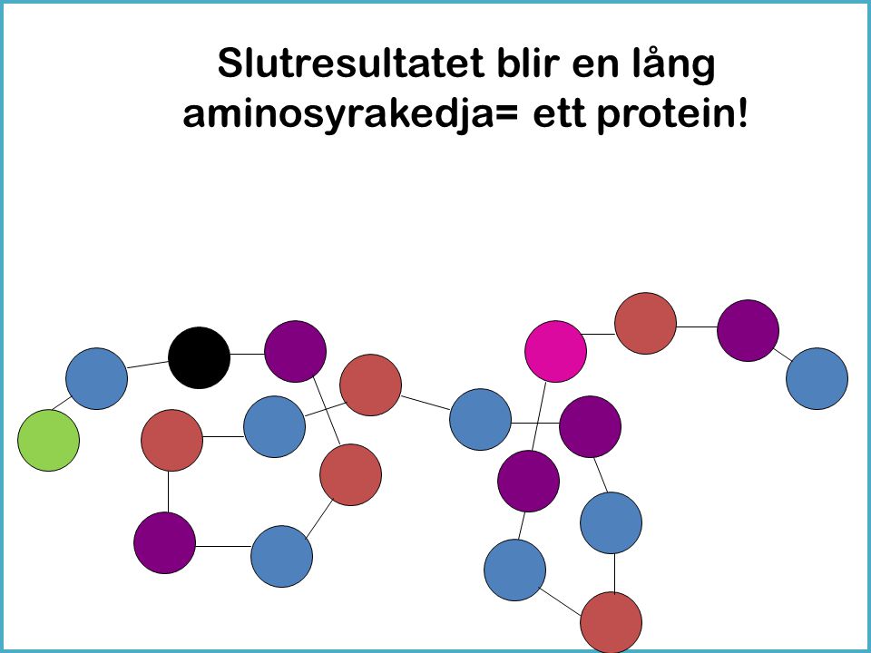 Slutresultatet blir en lång aminosyrakedja= ett protein!