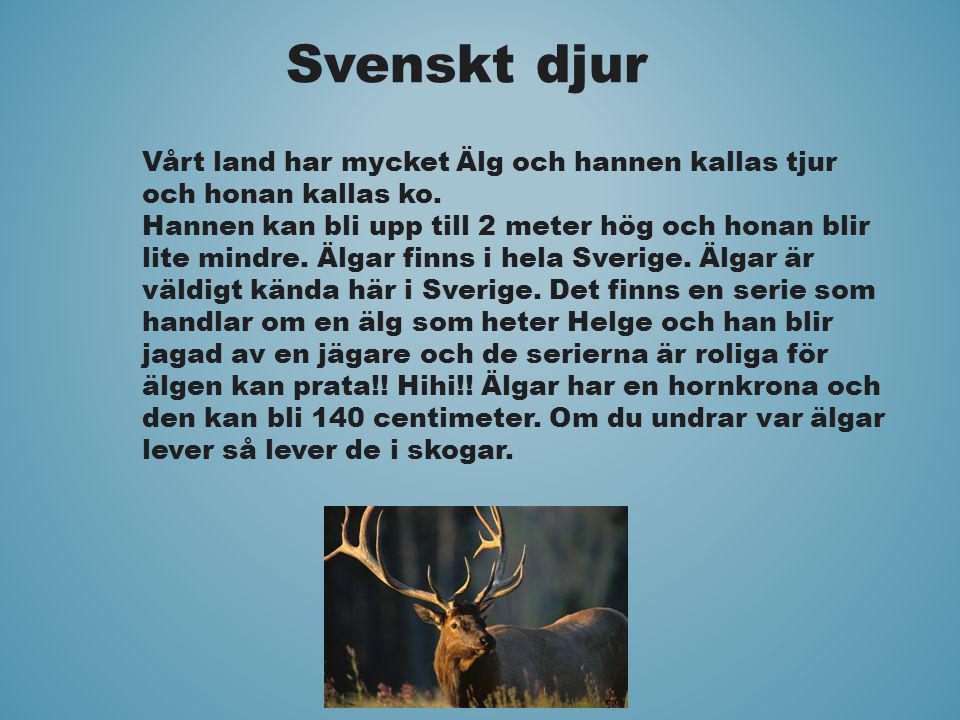 Svenskt djur Vårt land har mycket Älg och hannen kallas tjur och honan kallas ko.