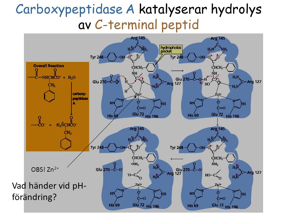 Carboxypeptidase A katalyserar hydrolys av C-terminal peptid