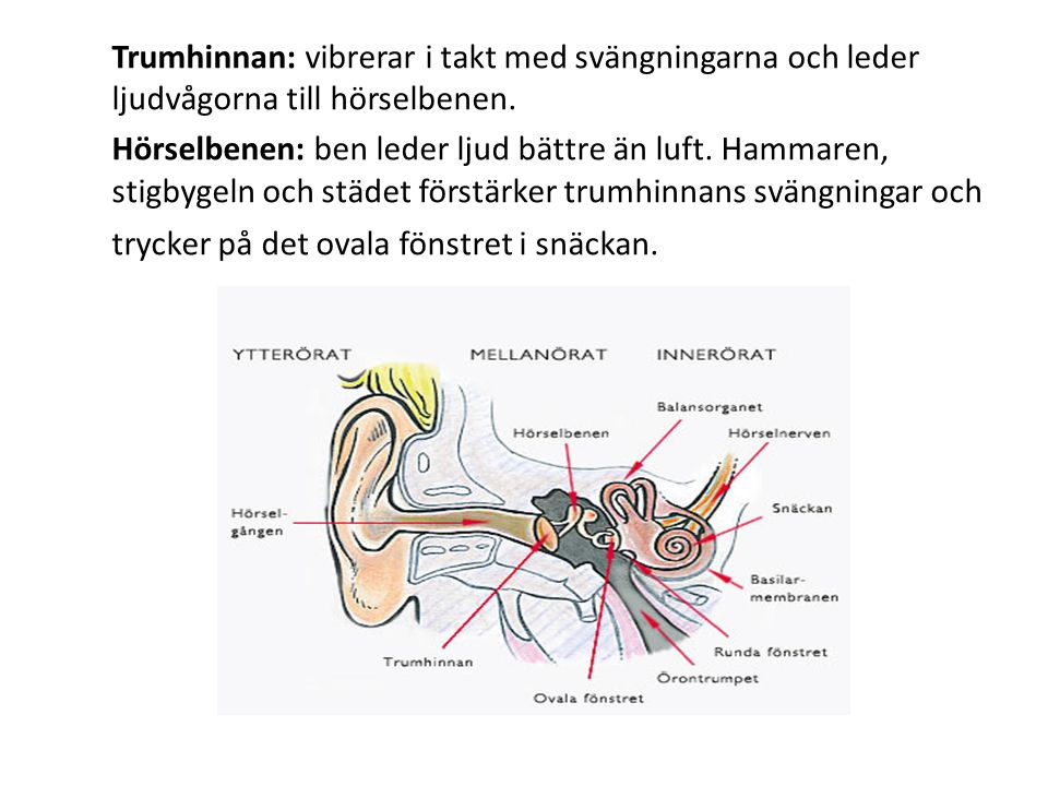 Trumhinnan: vibrerar i takt med svängningarna och leder ljudvågorna till hörselbenen.