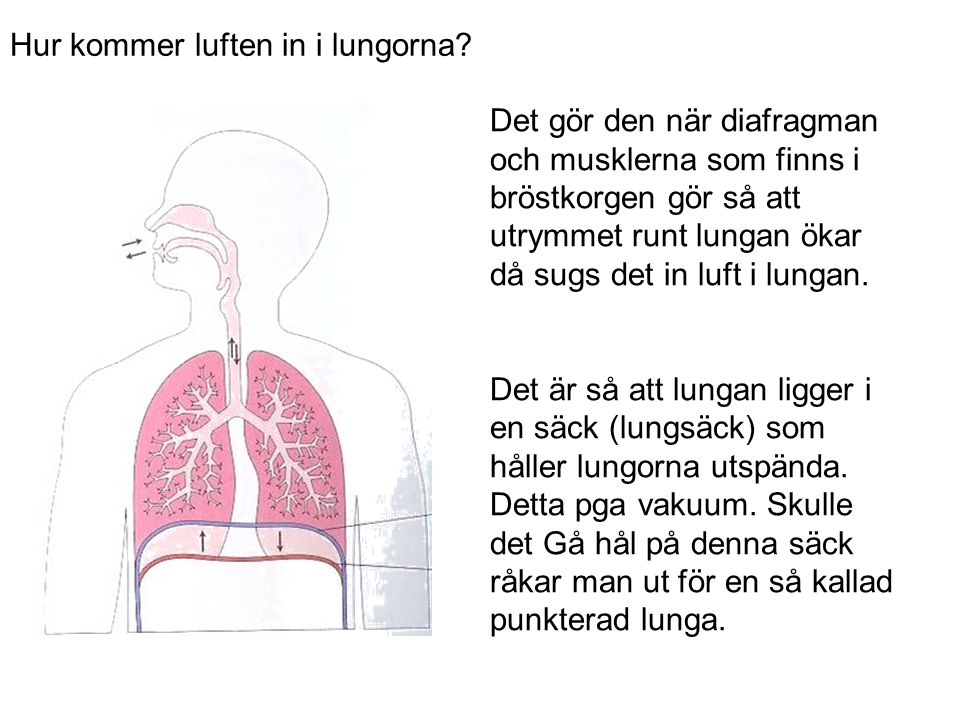 Hur kommer luften in i lungorna