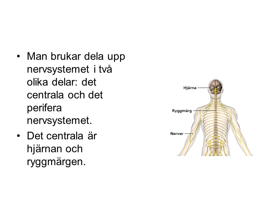 Man brukar dela upp nervsystemet i två olika delar: det centrala och det perifera nervsystemet.
