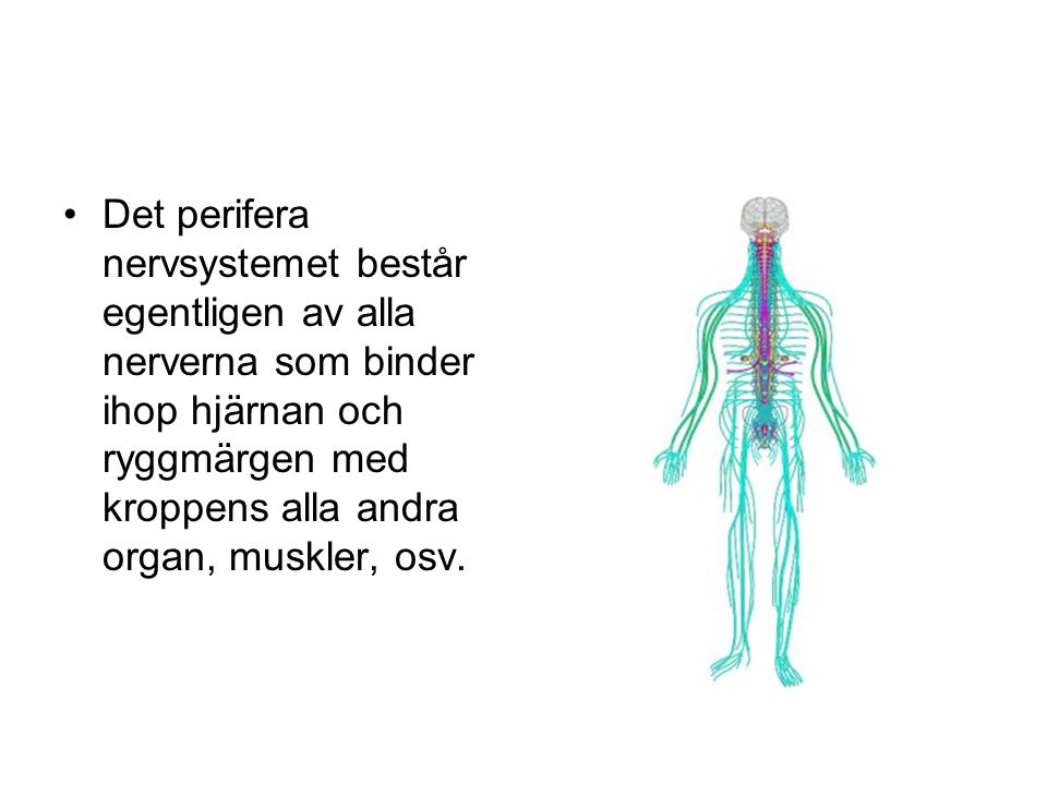 Det perifera nervsystemet består egentligen av alla nerverna som binder ihop hjärnan och ryggmärgen med kroppens alla andra organ, muskler, osv.