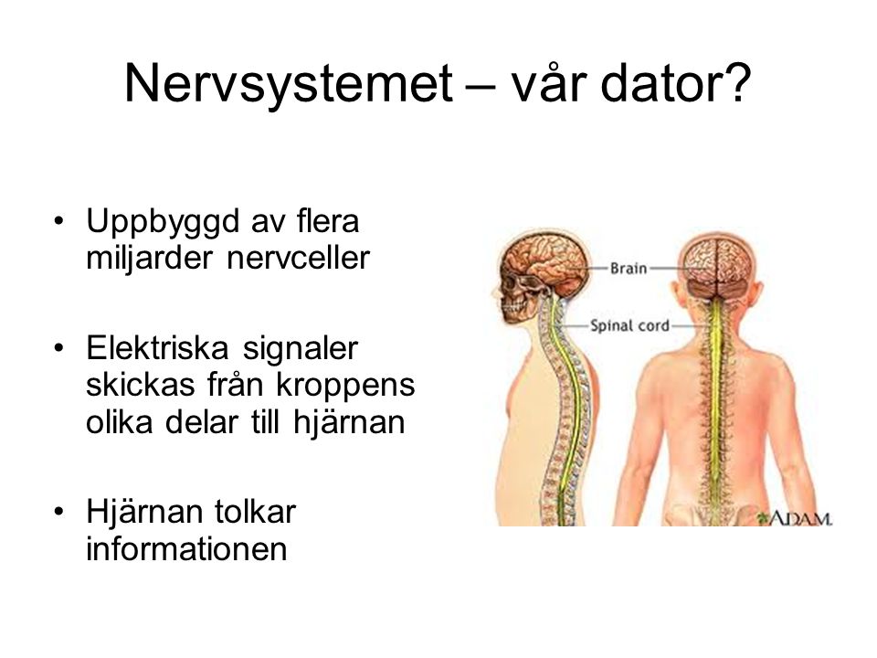 Nervsystemet – vår dator