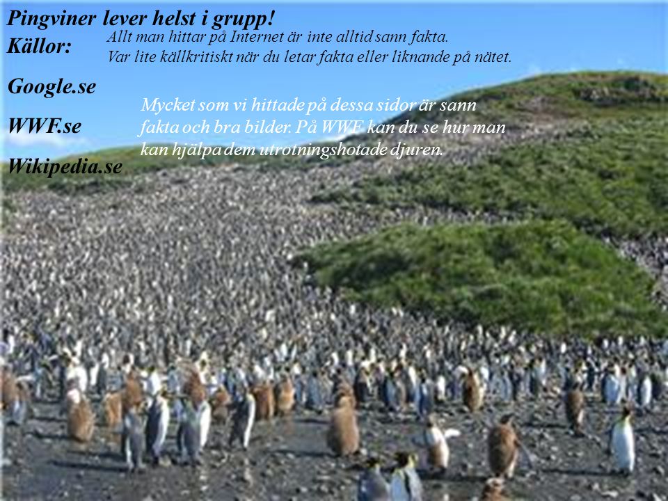 Pingviner lever helst i grupp! Källor: Google.se WWF.se Wikipedia.se