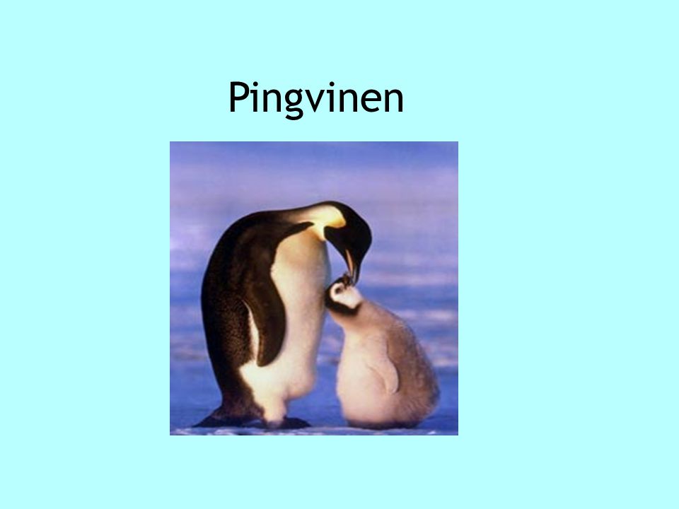 Pingvinen Pingvinen