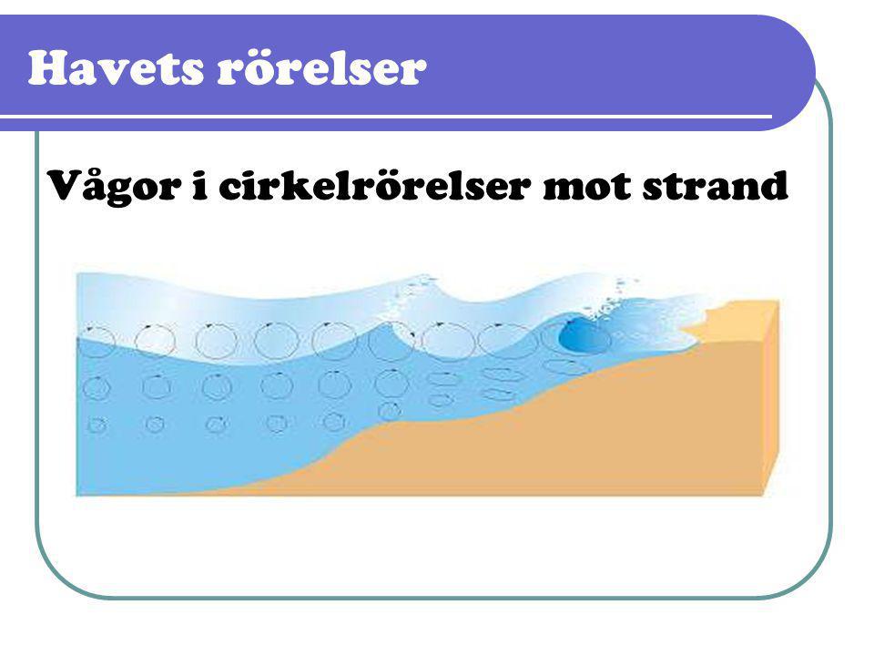 Havets rörelser Vågor i cirkelrörelser mot strand