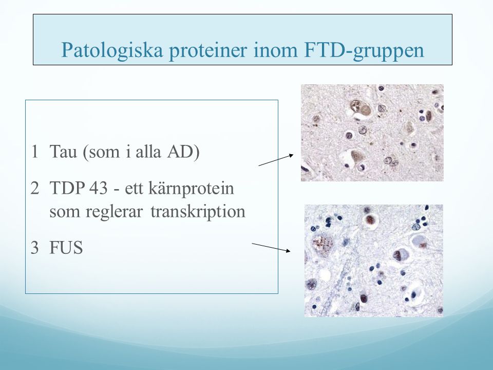 Patologiska proteiner inom FTD-gruppen