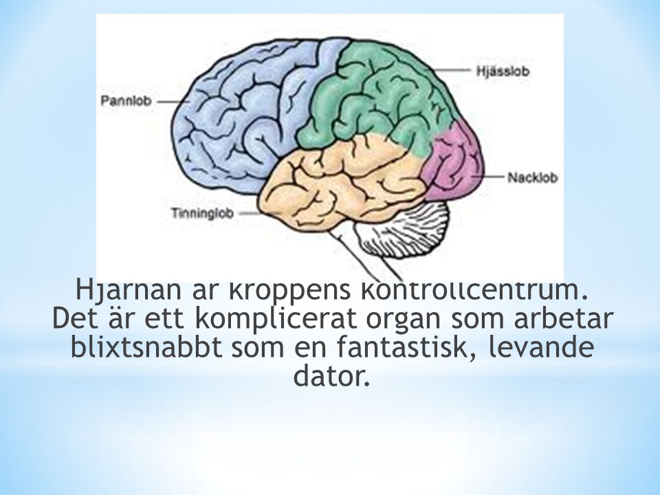 Hjärnan är kroppens kontrollcentrum