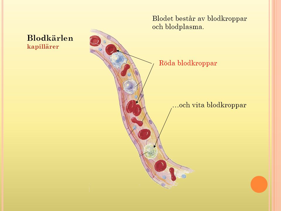 Blodkärlen Blodet består av blodkroppar och blodplasma.