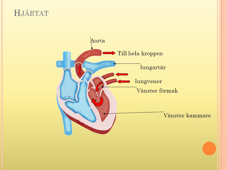 Hjärtat Aorta Till hela kroppen lungartär lungvener Vänster förmak