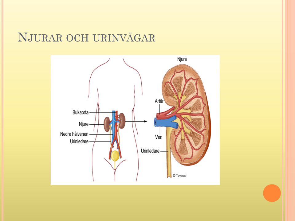 Njurar och urinvägar