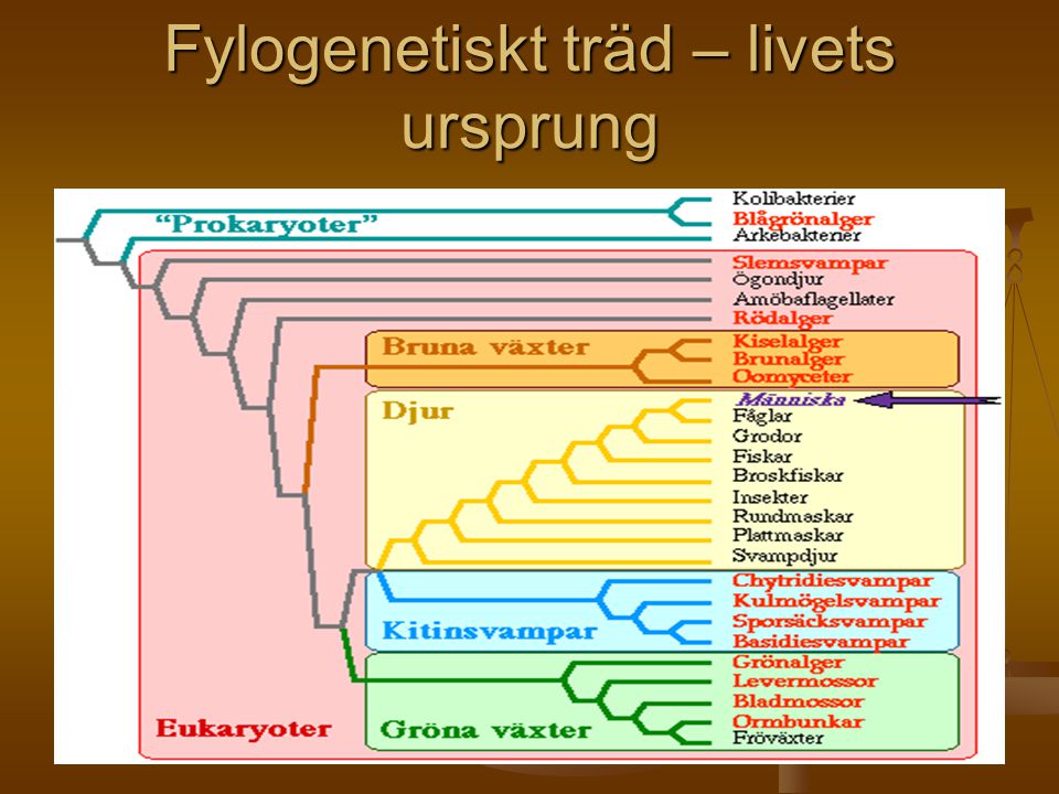 Fylogenetiskt träd – livets ursprung
