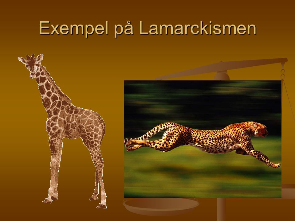 Exempel på Lamarckismen