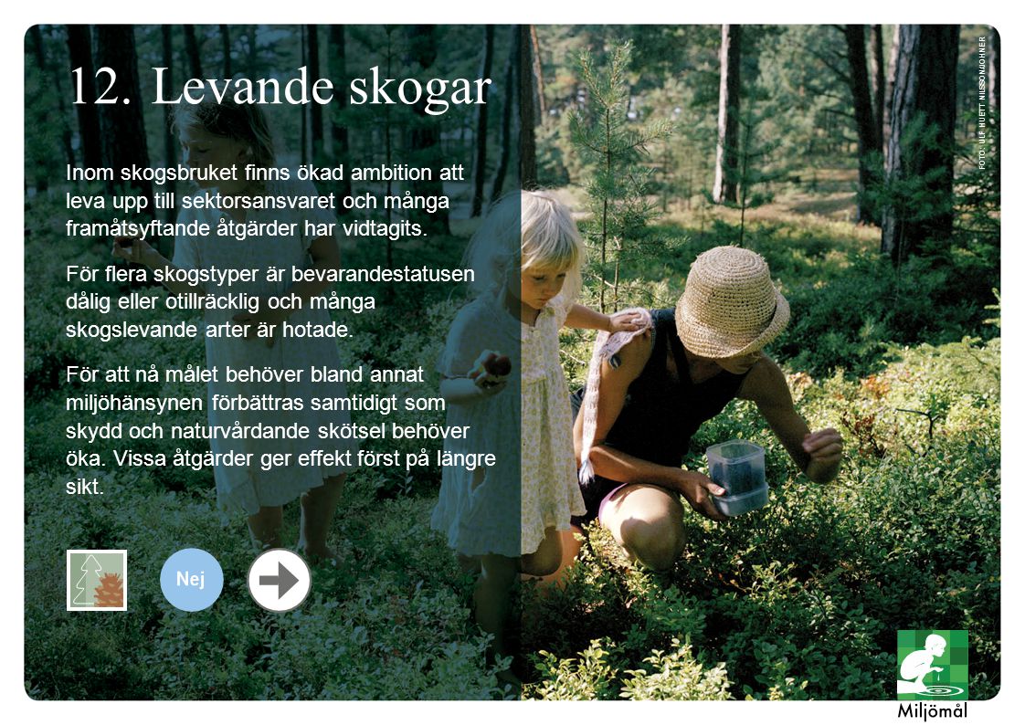 Levande skogar foto: Ulf Huett Nilsson/JOHNER.