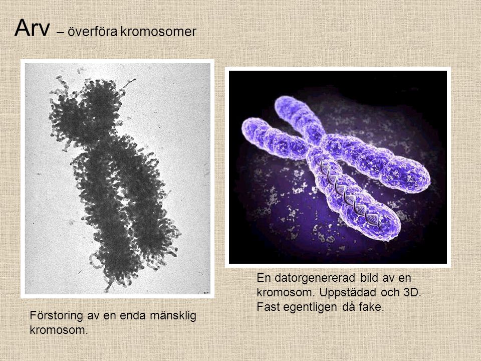 Arv – överföra kromosomer