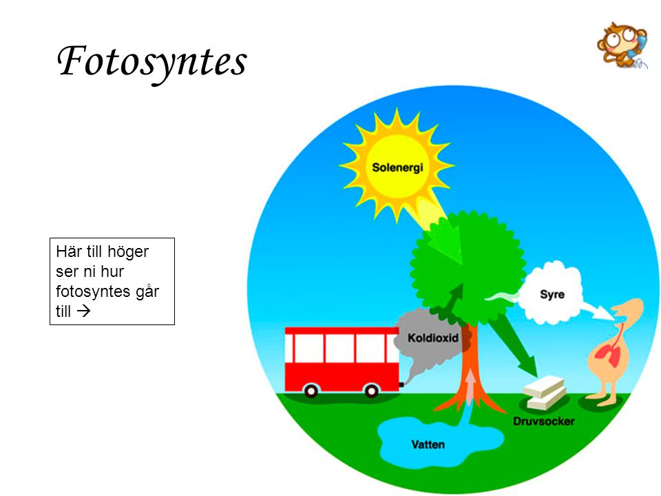 Fotosyntes Här till höger ser ni hur fotosyntes går till 