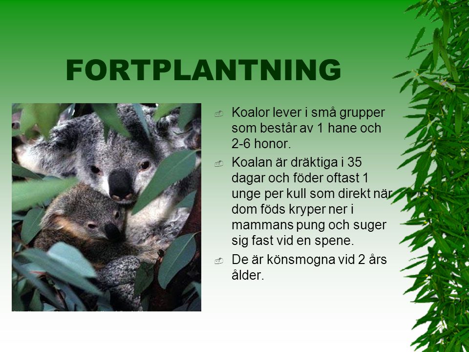 FORTPLANTNING Koalor lever i små grupper som består av 1 hane och 2-6 honor.