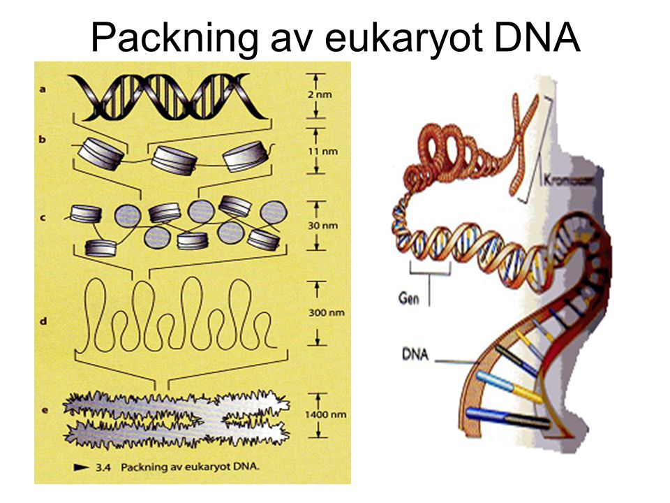 Packning av eukaryot DNA